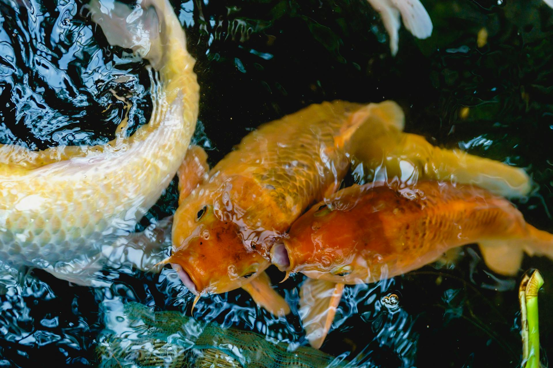 Veaha Fish Vetafish